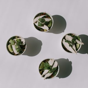 INDIVIDUAL SUPERFOOD SALAD WITH POACHED CHICKEN